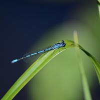 Agrion jouvencelle