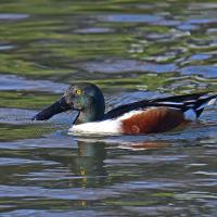 Canard souchet VD