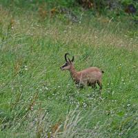 Chamois VD