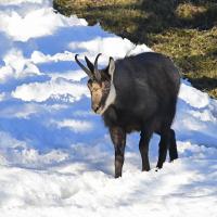 Chamois BE