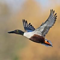 Canard souchet VD