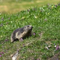 Marmotte VS