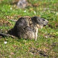 Marmotte VS