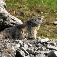 Marmotte VS