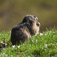 Marmotte VS