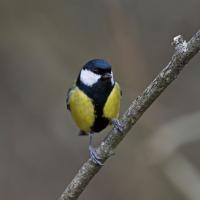 Mésange charbonnière