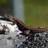 Lézard des murailles