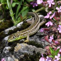 Lézard agile