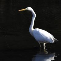 Grande Aigrette VS
