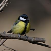 Mésange charbonnière