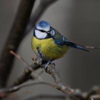 Mésange bleue