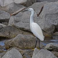 Aigrette garzette
