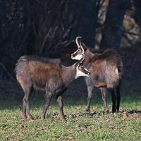 Chamois en rut FR