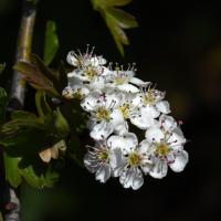 Aubépine monogyne