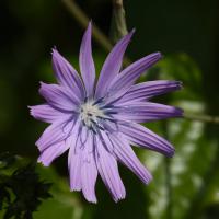 Laitue vivace