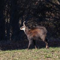 Chamois en rut FR