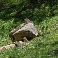 Marmottes VS