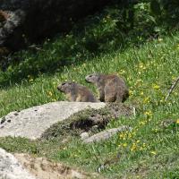 Marmottes VS
