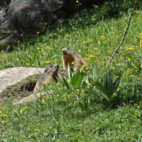 Marmottes VS