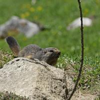 Marmottes VS