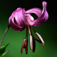 Lys Martagon