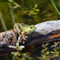 Grenouille verte