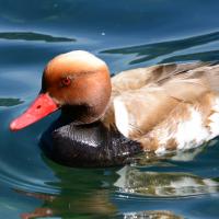 Nette rousse VD