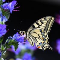 Machaon