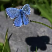 Azuré bleu céleste