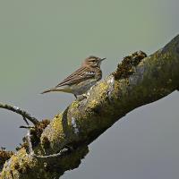 Pipit des arbres