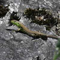 Lézard vert juvénile