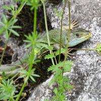 Lézard vert