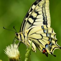 Machaon