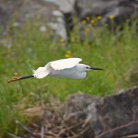 Aigrette garzette