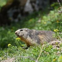 Marmottes VS