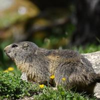 Marmottes VS
