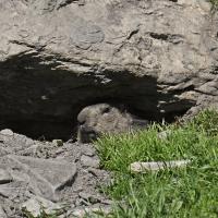 Marmottes VS