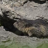 Marmottes VS