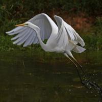 Grande Aigrette VS
