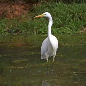 Grande Aigrette VS