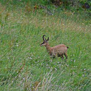 Chamois VD
