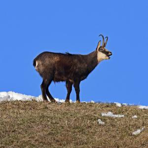 Chamois BE