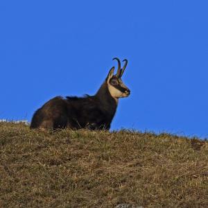 Chamois BE