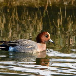 Canard siffleur