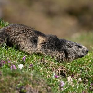 Marmotte VS