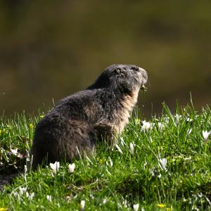 Marmotte VS