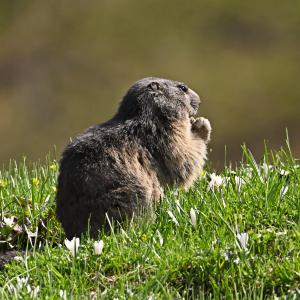 Marmotte VS