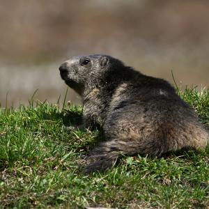 Marmotte VS