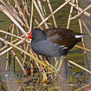 Poule d'eau