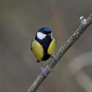 Mésange charbonnière